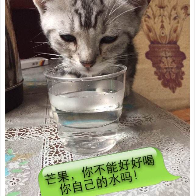 默海尔州立大学机械工程文凭证书